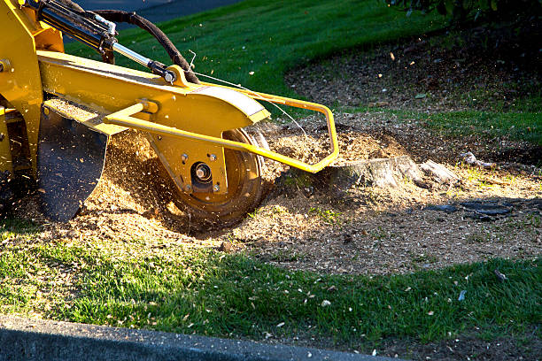 Bay Minette, AL Tree Service Company